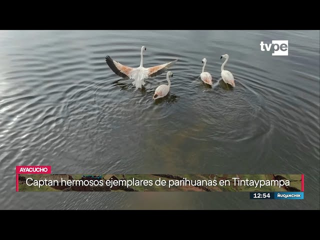 ⁣Ñuqanchik mediodía (10/05/2024) | TVPerú Noticias