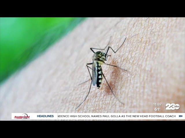 ⁣MOSQUITOES IN THE HOUSE: How to prevent pest growth in your neighborhood