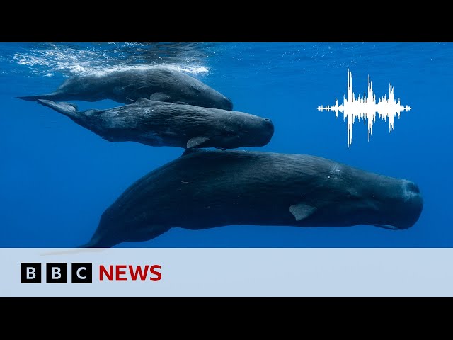 ⁣Sperm whales have their own alphabet, scientists say | BBC News