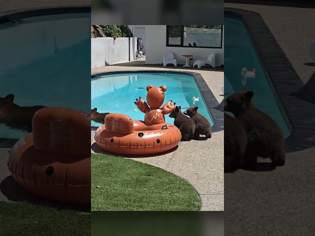 Mama bear takes cubs to pool to cool down #Shorts