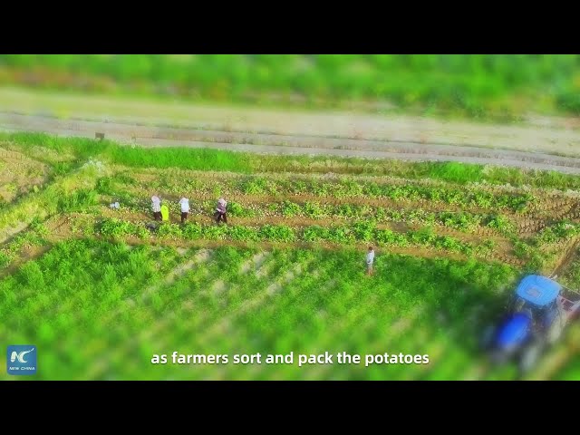⁣Tilt-shift lens record bustling farming scenes in SW China