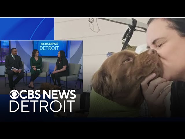 ⁣Michigan dog competing in Westminster Dog Show