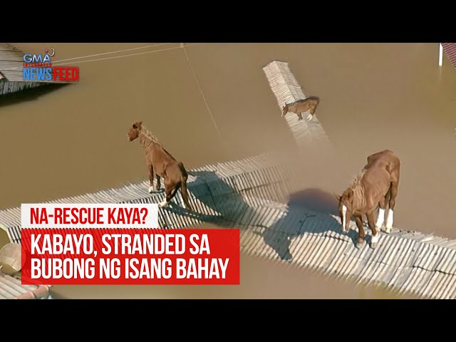⁣Kabayo, stranded sa bubong ng isang bahay | GMA Integrated Newsfeed