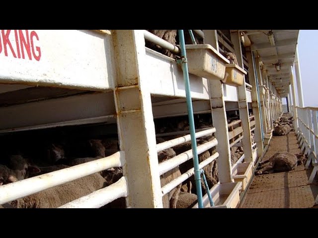 ⁣Australia will ban live sheep exports from May 2028