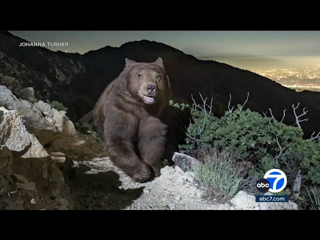 ⁣Photo of 'smiling' black bear looking over Pasadena becomes hit on social media