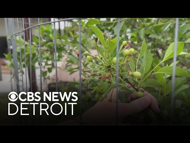 ⁣SE Michigan fruit farm loses thousands of dollars in cherry crop due to spring weather