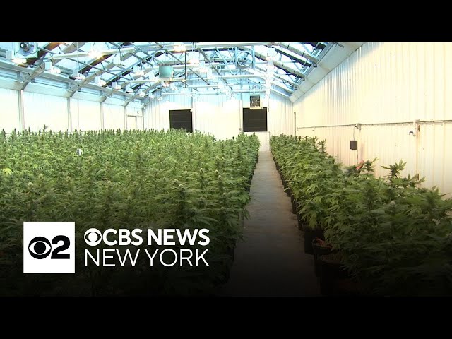 Gov. Hochul promises to overhaul New York State Office of Cannabis Management