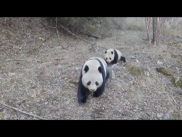 ⁣Giant panda mothers and cubs spotted in the wilds of Shaanxi Province