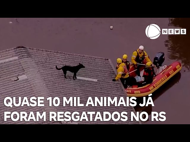 ⁣Quase 10 mil animais foram resgatados da enchente no RS