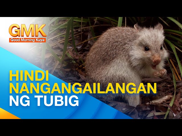 ⁣Kangaroo Rats: hayop na hindi kailangan ng tubig upang mabuhay | Wonders of Creation