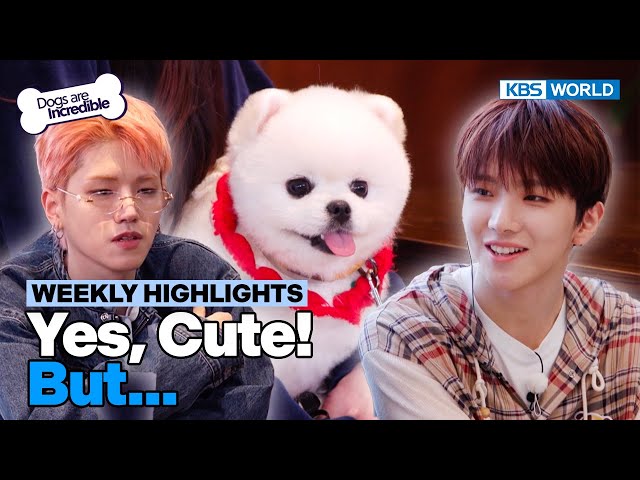 ⁣[Weekly Highlights] Yes,Cute! But... [Dogs Are Incredible] | KBS WORLD TV 240507