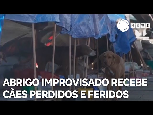 ⁣Abrigo improvisado em Canoas está recebendo cães perdidos e feridos