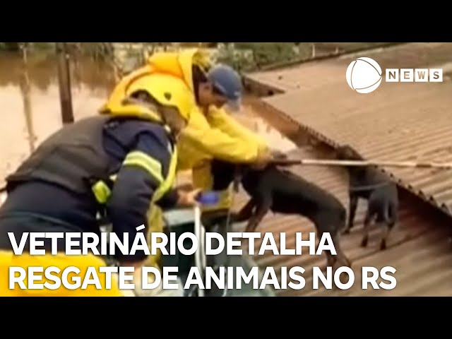 ⁣Entenda para onde são encaminhados os animais resgatados no Rio Grande do Sul