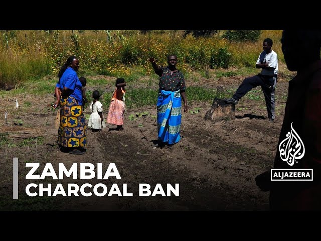 ⁣Zambia charcoal restriction: Livelihoods affected by ban