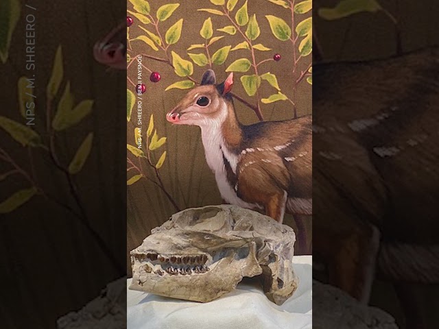 ⁣New deer genus that lived 32 million years ago discovered in national park #Shorts