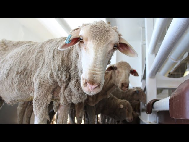 ⁣Live sheep exports to be banned in 2028