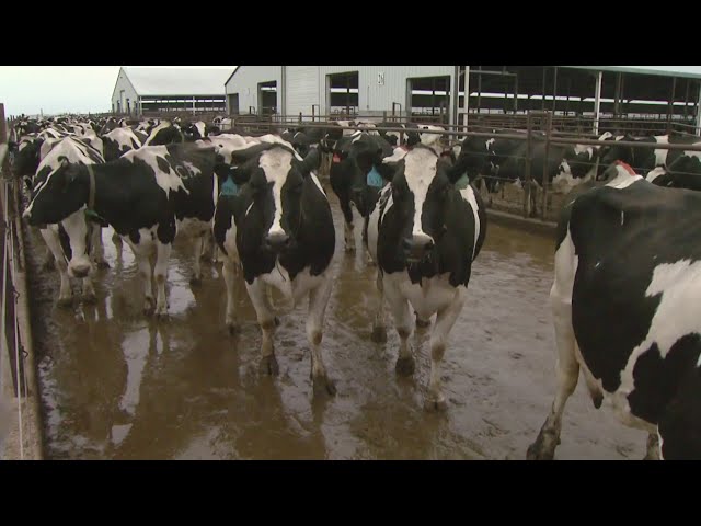 ⁣Dozens of Colorado dairy farm workers monitored for bird flu symptoms