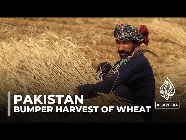 ⁣Pakistan wheat harvest: Floods and govt policies upend market