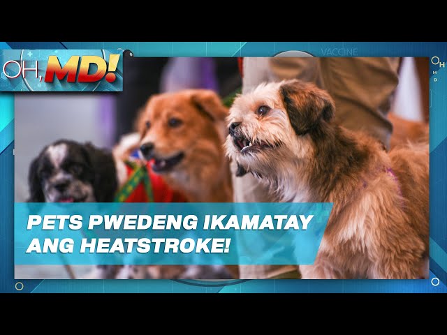⁣Oh, MD!: Paano mababawasan ang stress ng pets sa sobrang init?