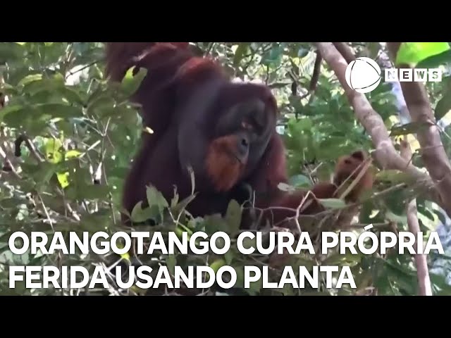 ⁣Orangotango cura própria ferida usando planta medicinal