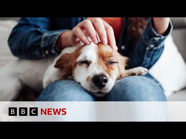 ⁣Inside the growing business of pet cloning | BBC News