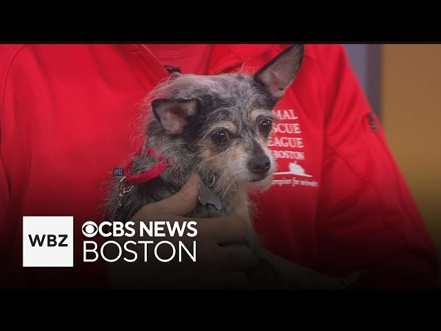 Pet Parade: Animal Rescue League of Boston