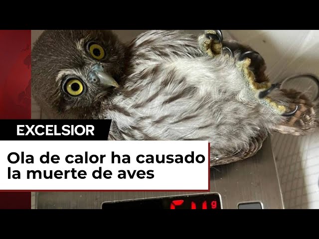 ⁣Ondas de calor causan muertes de aves en México