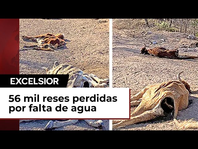 ⁣Sequía deja a la ganadería en los huesos