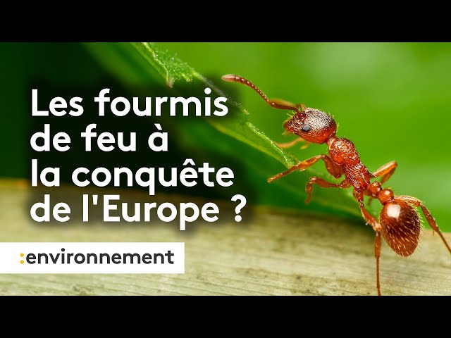 ⁣Pourquoi la prolifération des fourmis de feu en Europe est inquiétante ?
