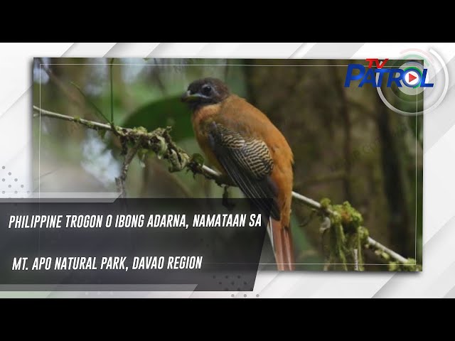 ⁣Philippine Trogon o Ibong Adarna, namataan sa Mt. Apo Natural Park, Davao Region | TV Patrol