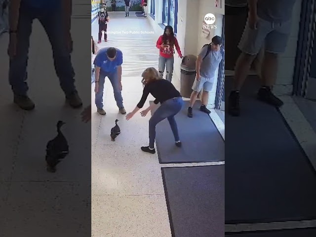 ⁣Staff, students chase after duck in NJ high school