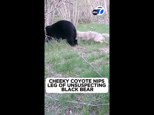 ⁣Cheeky coyote nips leg of unsuspecting black bear