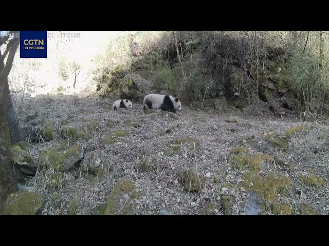 ⁣Камеры в китайском заповеднике сняли панд с детенышами
