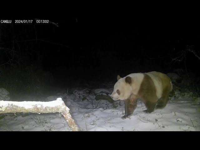 ⁣Rare brown panda spotted again in NW China's Shaanxi