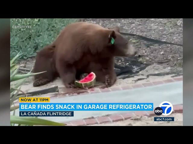 ⁣Bear raids watermelon from SoCal family's fridge