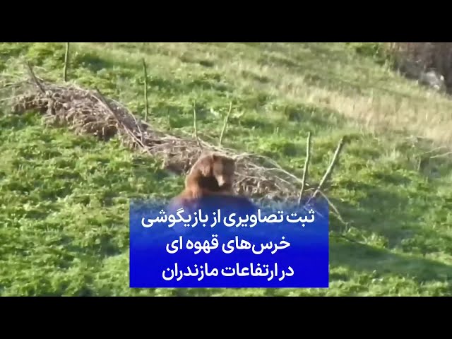 ⁣ثبت تصاویری از بازیگوشی خرس‌های قهوه‌ای در ارتفاعات مازندران