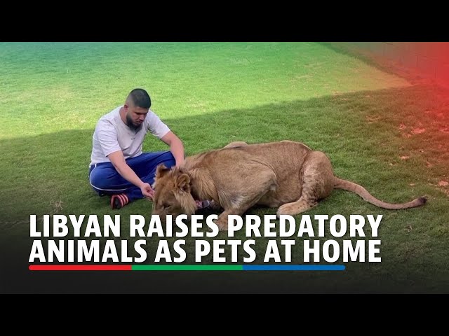 ⁣Man raises predatory animals at home as pets | ABS-CBN News