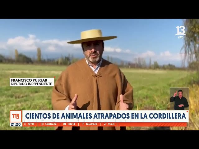 ⁣Cientos de animales atrapados en la cordillera del Maule