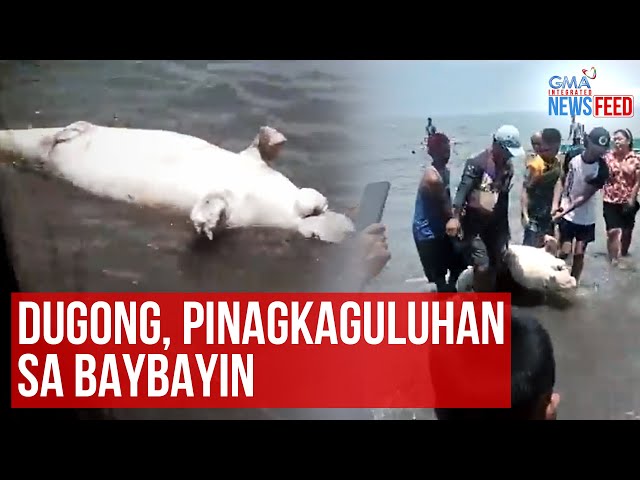 Dugong, pinagkaguluhan sa baybayin | GMA Integrated Newsfeed