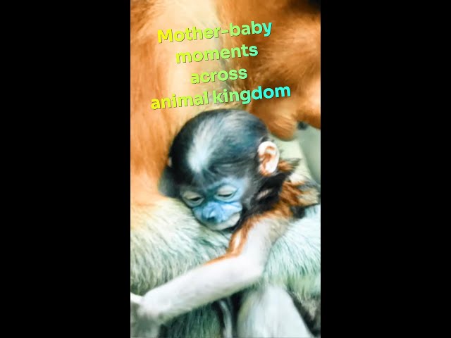 ⁣Mother-baby moments across animal kingdom