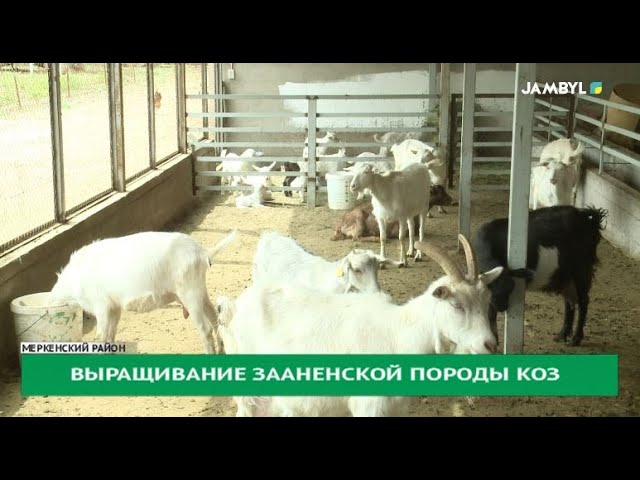 ⁣Выращивание зааненской породы коз