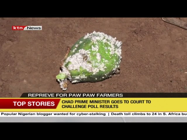 ⁣Reprieve for pawpaw farmers in Kenya