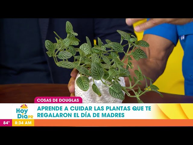 ⁣¿Te regalaron plantas en el Día de Madres? Conoce cómo cuidarlas