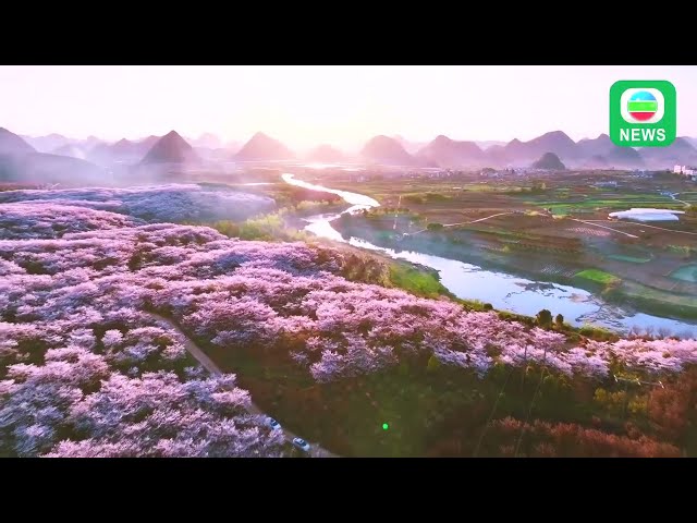 ⁣TVB News｜13/05/2024│Cherry blossoms in Guizhou