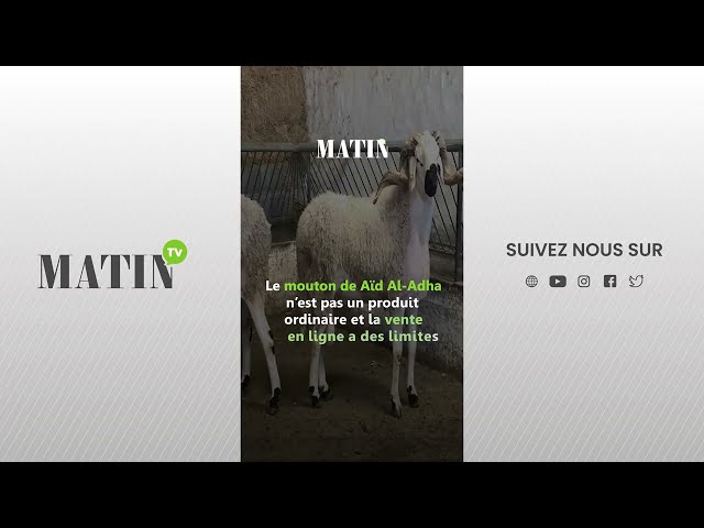⁣Vente de moutons en ligne : Pourquoi les Marocains demeurent réticents