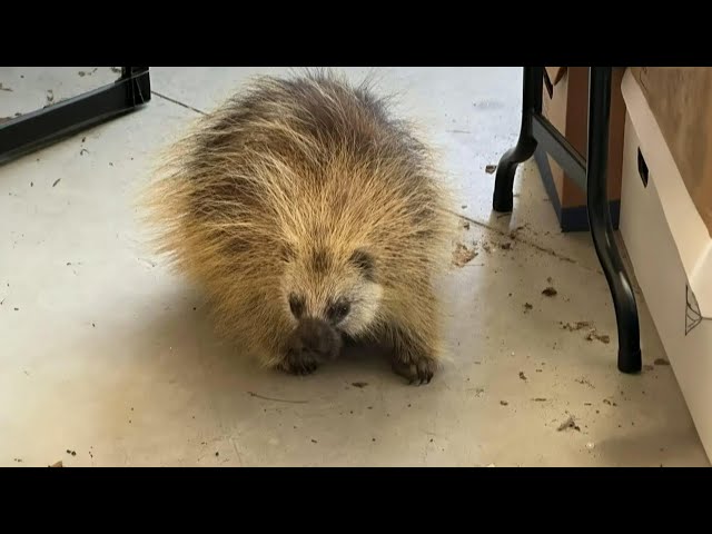 ⁣Porcupine makes itself at home in Saskatoon families' garage
