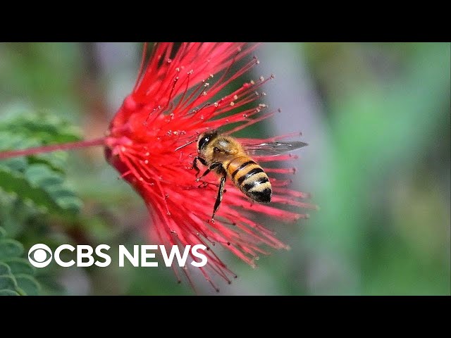 ⁣U.S. honey bee population reaches record high