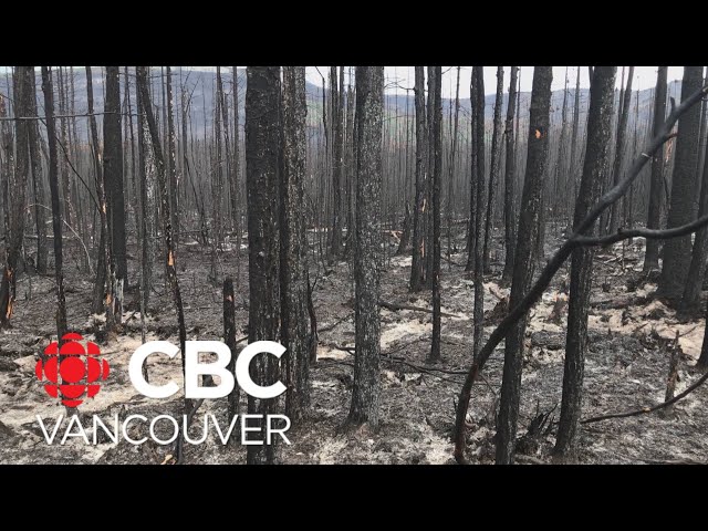 ⁣Holdover fires part of wildfire threat in B.C.’s northeast