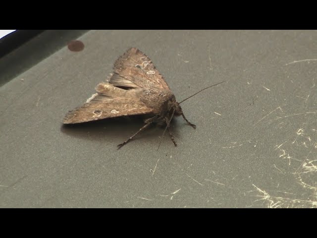It's miller moth time: Here's Colorado's migration outlook