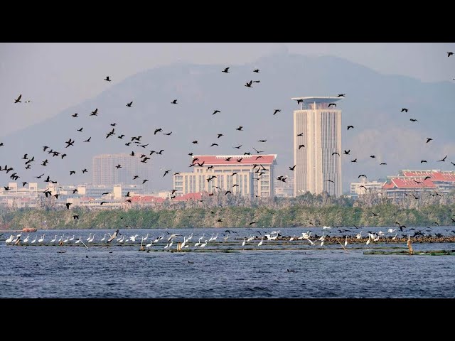 ⁣Live: Discovering rich birdlife of Mingxi County, east China's Fujian Province